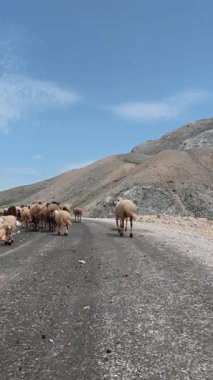 Önde gelen koyunlar. Koyun Dağı Yolu Yüksek Kaliteli FullHD görüntüleri