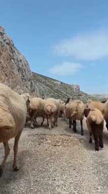 Önde gelen koyunlar. Koyun Dağı Yolu Yüksek Kaliteli FullHD görüntüleri