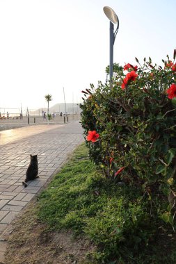 Kedi sokak çiçekleri. Yüksek kalite fotoğraf