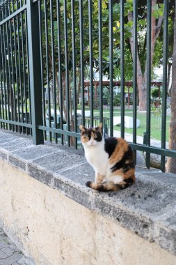 Kedi tünemiş çit. Kedi sokak çiçekleri. Yüksek kalite fotoğraf