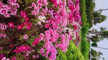 Kedi çiçekleri yeşilliği. Yüksek kalite fotoğraf