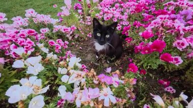 Kedi çiçekleri yeşilliği. Yüksek kalite fotoğraf