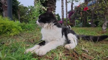Kedi dışarıda dinleniyor. Yüksek kaliteli FullHD görüntüler