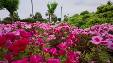 Kedi çiçekleri yeşilliği. Yüksek kalite fotoğraf