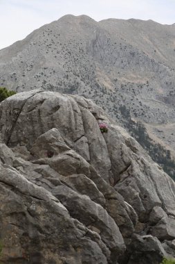 Rocky Dağı manzarası. Yüksek kalite fotoğraf