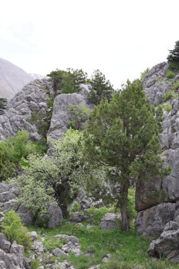 Rocky Dağı manzarası. Yüksek kalite fotoğraf
