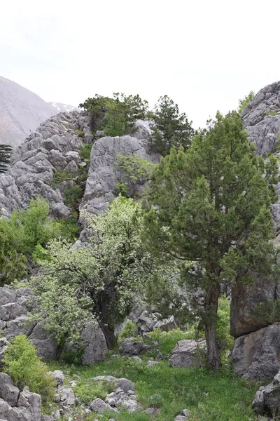 Rocky Dağı manzarası. Yüksek kalite fotoğraf