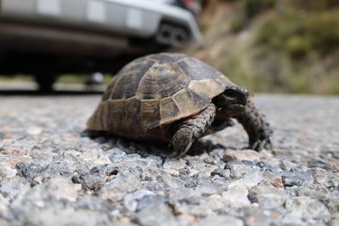 Kaplumbağa kayalık arazisi. Otların arasında kaplumbağa. Yüksek kalite fotoğraf