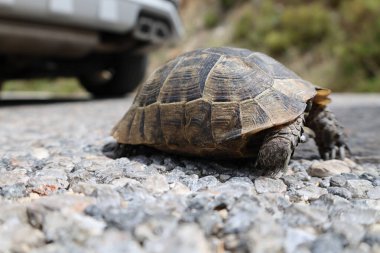 Kaplumbağa kayalık arazisi. Otların arasında kaplumbağa. Yüksek kalite fotoğraf