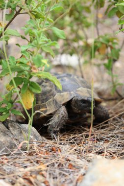 Kaplumbağa kayalık arazisi. Otların arasında kaplumbağa. Yüksek kalite fotoğraf