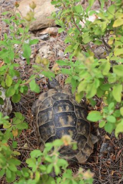 Kaplumbağa kayalık arazisi. Otların arasında kaplumbağa. Yüksek kalite fotoğraf