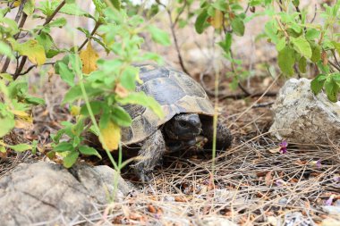 Kaplumbağa kayalık arazisi. Otların arasında kaplumbağa. Yüksek kalite fotoğraf