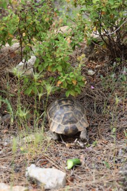 Kaplumbağa kayalık arazisi. Otların arasında kaplumbağa. Yüksek kalite fotoğraf
