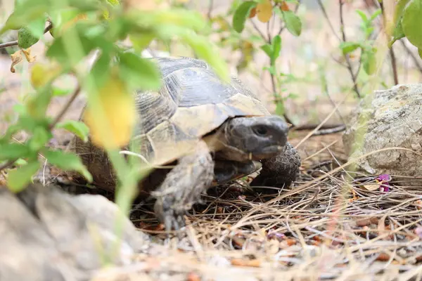Kaplumbağa kayalık arazisi. Otların arasında kaplumbağa. Yüksek kalite fotoğraf