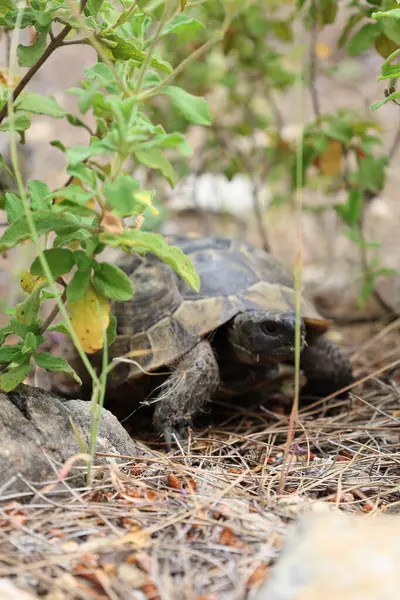 Kaplumbağa kayalık arazisi. Otların arasında kaplumbağa. Yüksek kalite fotoğraf