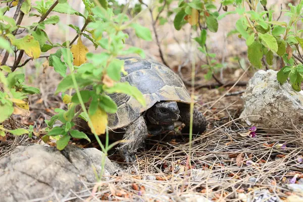 Kaplumbağa kayalık arazisi. Otların arasında kaplumbağa. Yüksek kalite fotoğraf