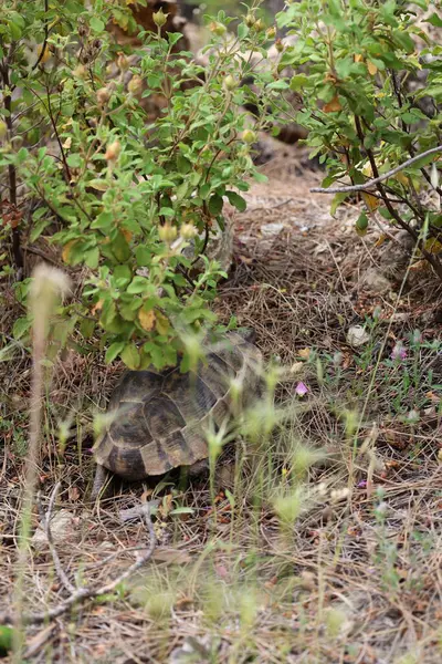 Kaplumbağa kayalık arazisi. Otların arasında kaplumbağa. Yüksek kalite fotoğraf