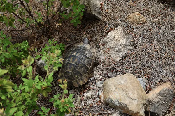 Kaplumbağa kayalık arazisi. Otların arasında kaplumbağa. Yüksek kalite fotoğraf