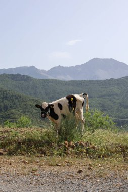 Yeşil dağlarda buzağılar. Yüksek kalite fotoğraf