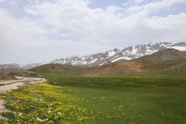 Dağ yeşili manzara. Ufuktaki ilk çimenlikte, karla kaplı dağları sersemleten doğa. Yüksek kalite fotoğraf
