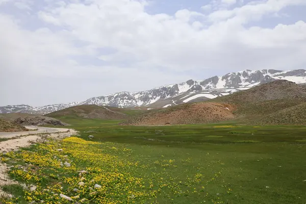 Dağ yeşili manzara. Ufuktaki ilk çimenlikte, karla kaplı dağları sersemleten doğa. Yüksek kalite fotoğraf