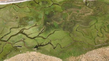 Yeşil peyzaj yolu. Yüksek kalite fotoğraf