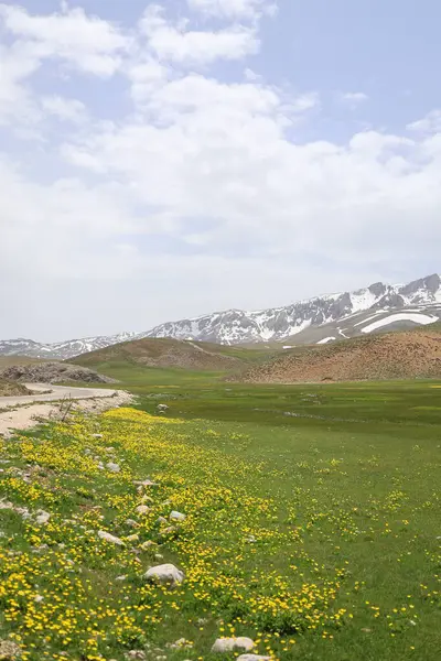 Dağ yeşili manzara. Ufuktaki ilk çimenlikte, karla kaplı dağları sersemleten doğa. Yüksek kalite fotoğraf