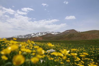 Sarı çiçekler manzarası. Yüksek kalite fotoğraf
