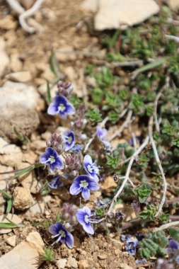 Mor çiçek yaprakları, Veronica. Yüksek kalite fotoğraf