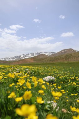 Sarı çiçekler manzarası. Yüksek kalite fotoğraf