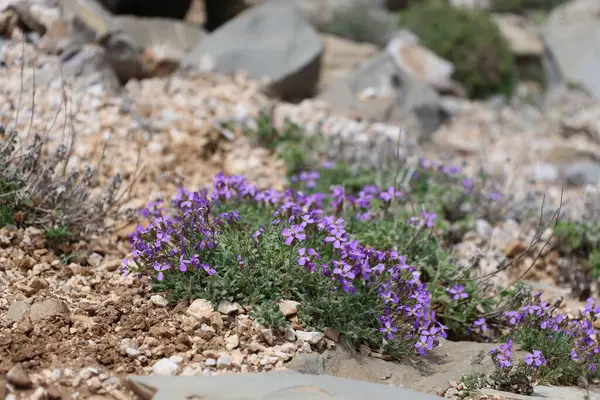 Mor çiçekler kayalar. Yüksek kalite fotoğraf