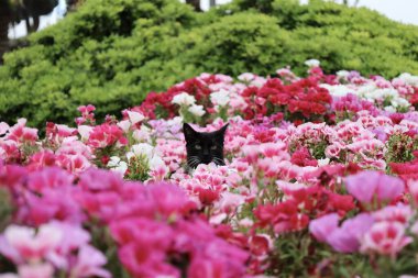 Kedi çiçekleri yeşilliği. Yüksek kalite fotoğraf