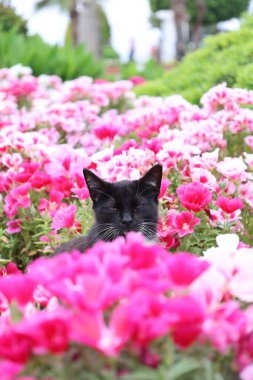 Kedi çiçekleri yeşilliği. Yüksek kalite fotoğraf