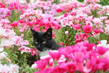 Kedi çiçekleri yeşilliği. Yüksek kalite fotoğraf