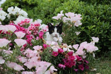 Kedi çiçekleri yeşilliği. Yüksek kalite fotoğraf