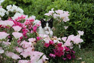 Kedi çiçekleri yeşilliği. Yüksek kalite fotoğraf