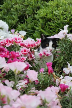 Kedi çiçekleri yeşilliği. Yüksek kalite fotoğraf