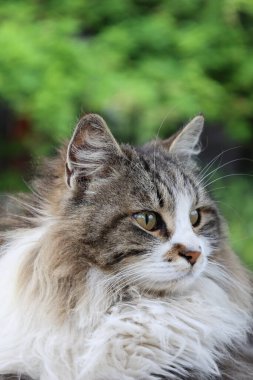 Yumuşak dinlenen kedi. Yumuşak, dinlenen kedi makro yüzü. Yüksek kalite fotoğraf