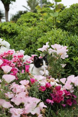 Kedi çiçekleri yeşilliği. Yüksek kalite fotoğraf
