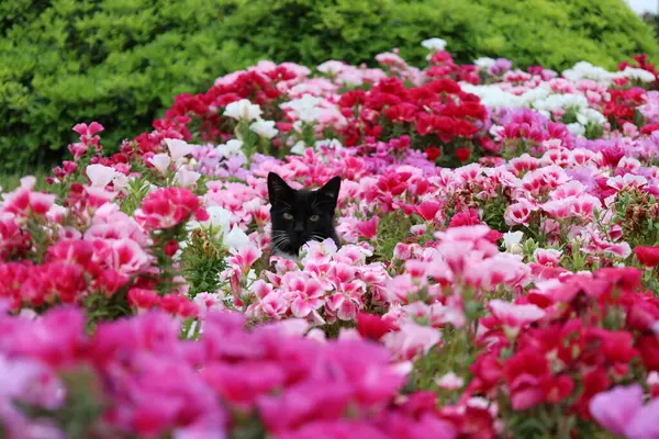 Kedi çiçekleri yeşilliği. Yüksek kalite fotoğraf