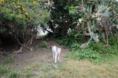 Kediler kamera ağacı. Kediler ve kamera Yüksek kalite fotoğraf