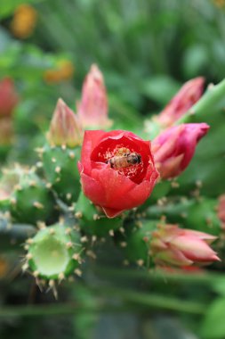 Kaktüs kırmızısı çiçek. Yüksek kalite fotoğraf