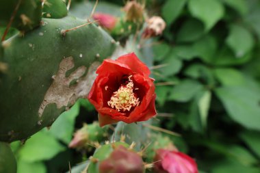 Kaktüs kırmızısı çiçek. Yüksek kalite fotoğraf