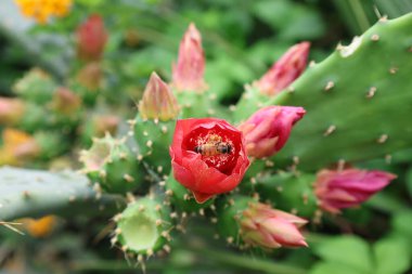 Kaktüs kırmızısı çiçek. Yüksek kalite fotoğraf