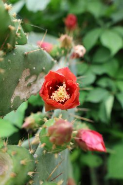 Kaktüs kırmızısı çiçek. Yüksek kalite fotoğraf