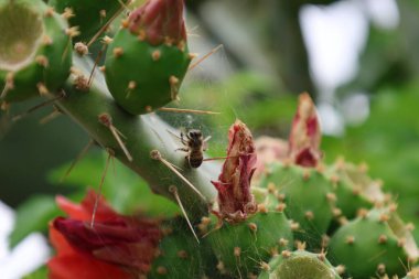 Kaktüs kırmızısı çiçek. Yüksek kalite fotoğraf