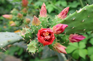 Kaktüs kırmızısı çiçek. Yüksek kalite fotoğraf