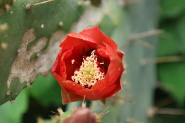 Kaktüs kırmızısı çiçek. Yüksek kalite fotoğraf