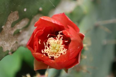 Kaktüs kırmızısı çiçek. Yüksek kalite fotoğraf