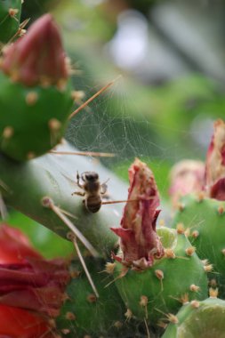Kaktüs kırmızısı çiçek. Yüksek kalite fotoğraf